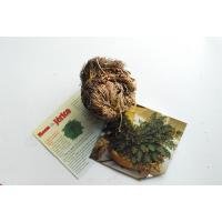 Rosa de Jerico (Con Instrucciones y Oracion) ·